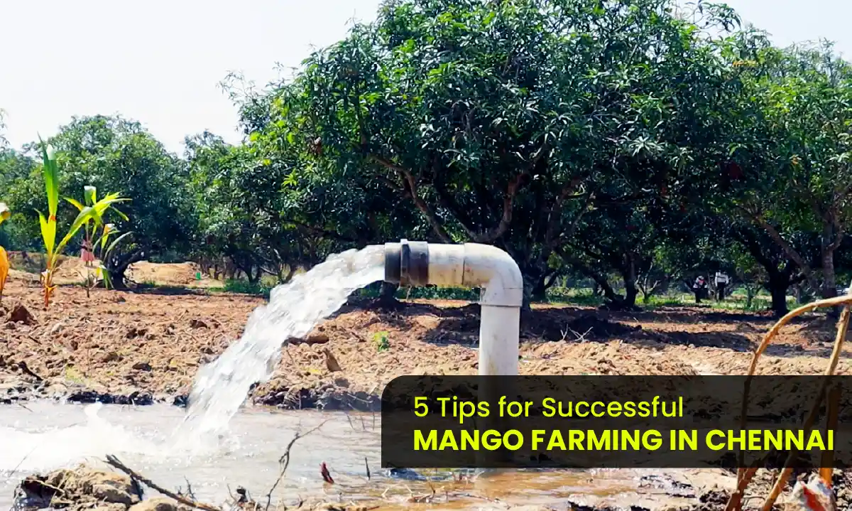 Mango Farming in Chennai