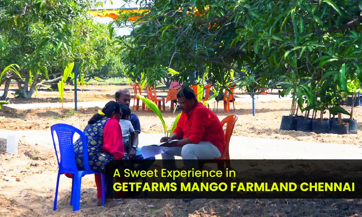 GetFarms Mango Farmland in Chennai
