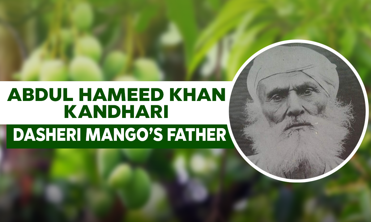 Abdul Hameed Khan Kandhari Dasheri Mangos Father