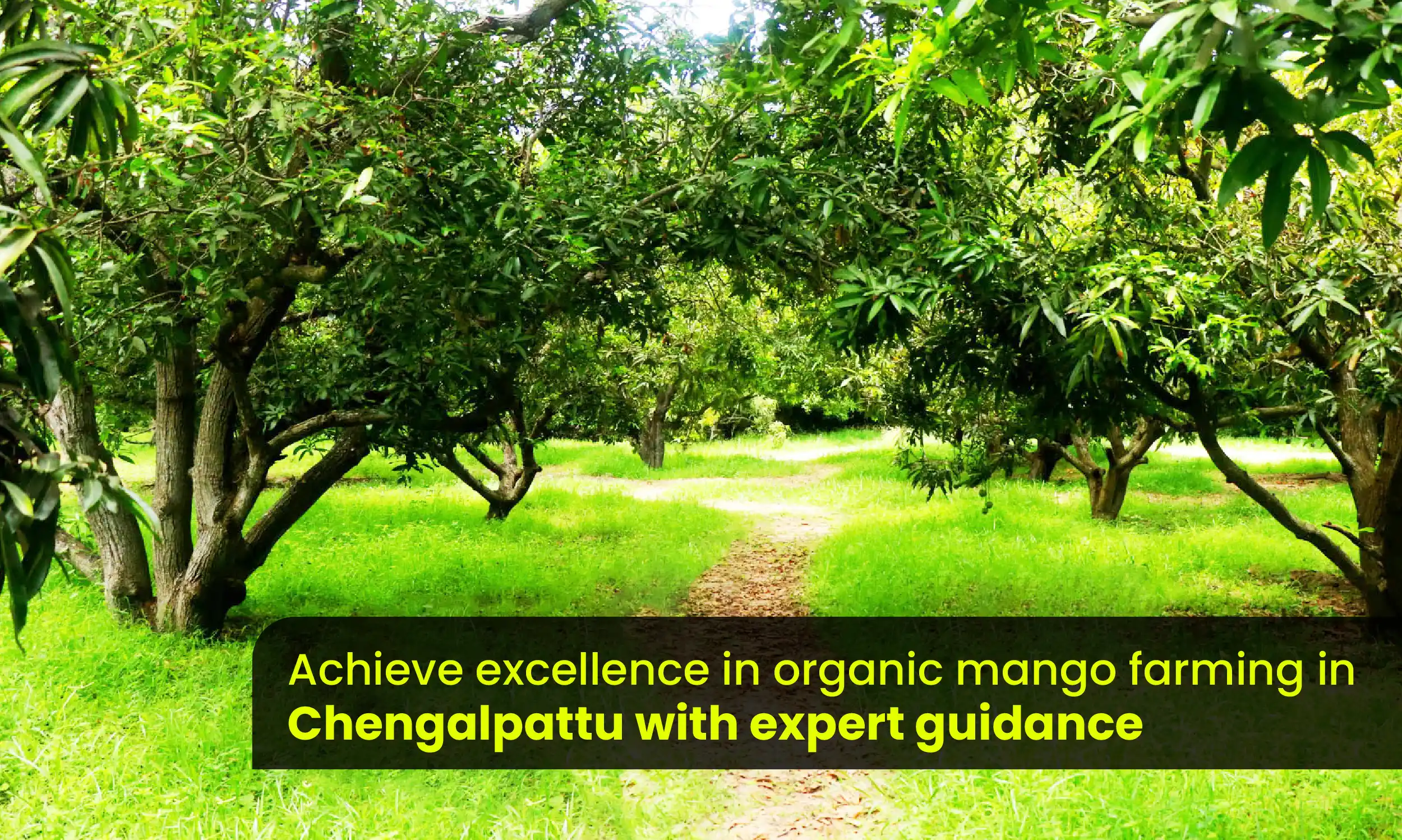 Investing in Mango Farm Land in Chengalpattu
