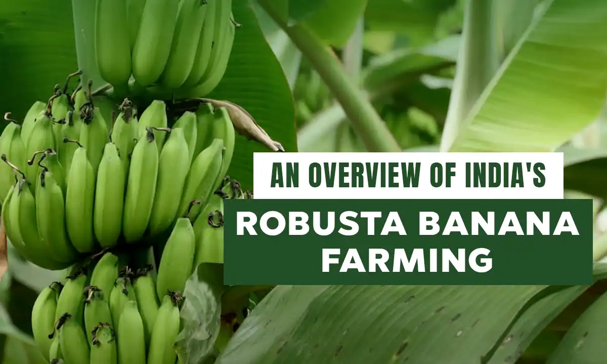 An Overview of India's Robusta Banana Farming