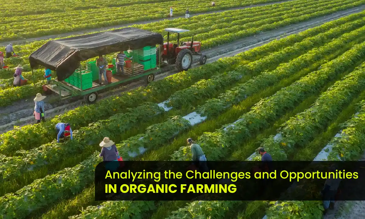 Organic Farming in Chennai
