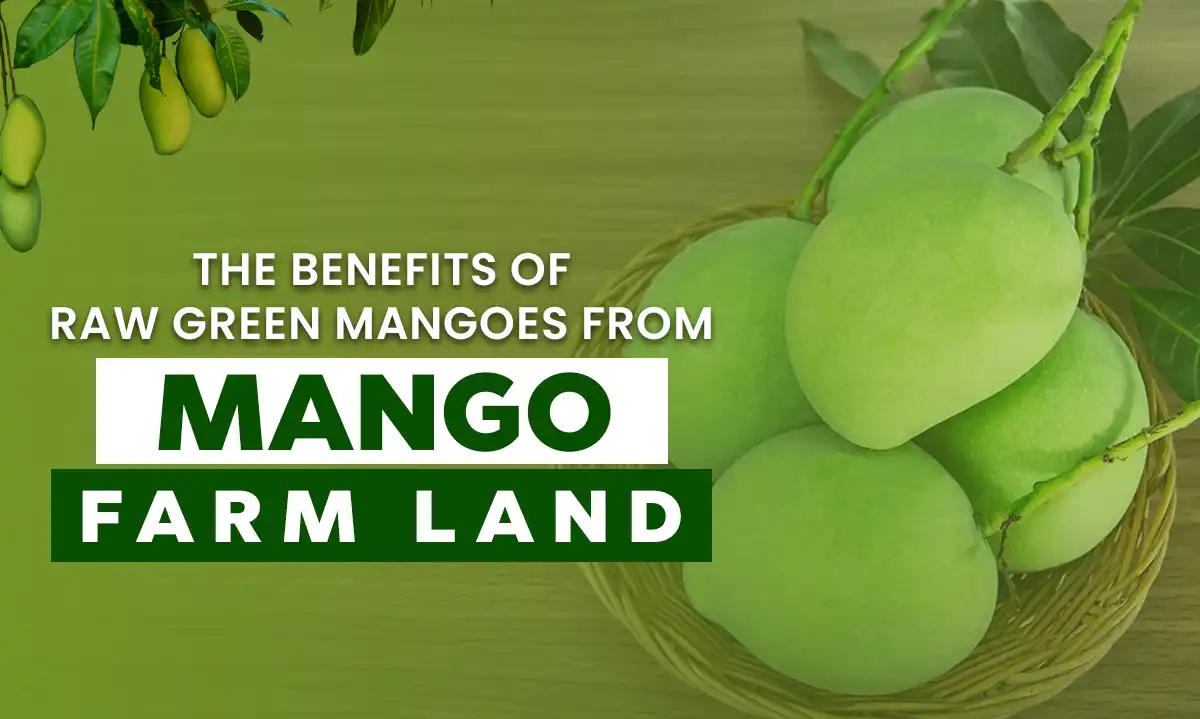 Raw Green Mangoes