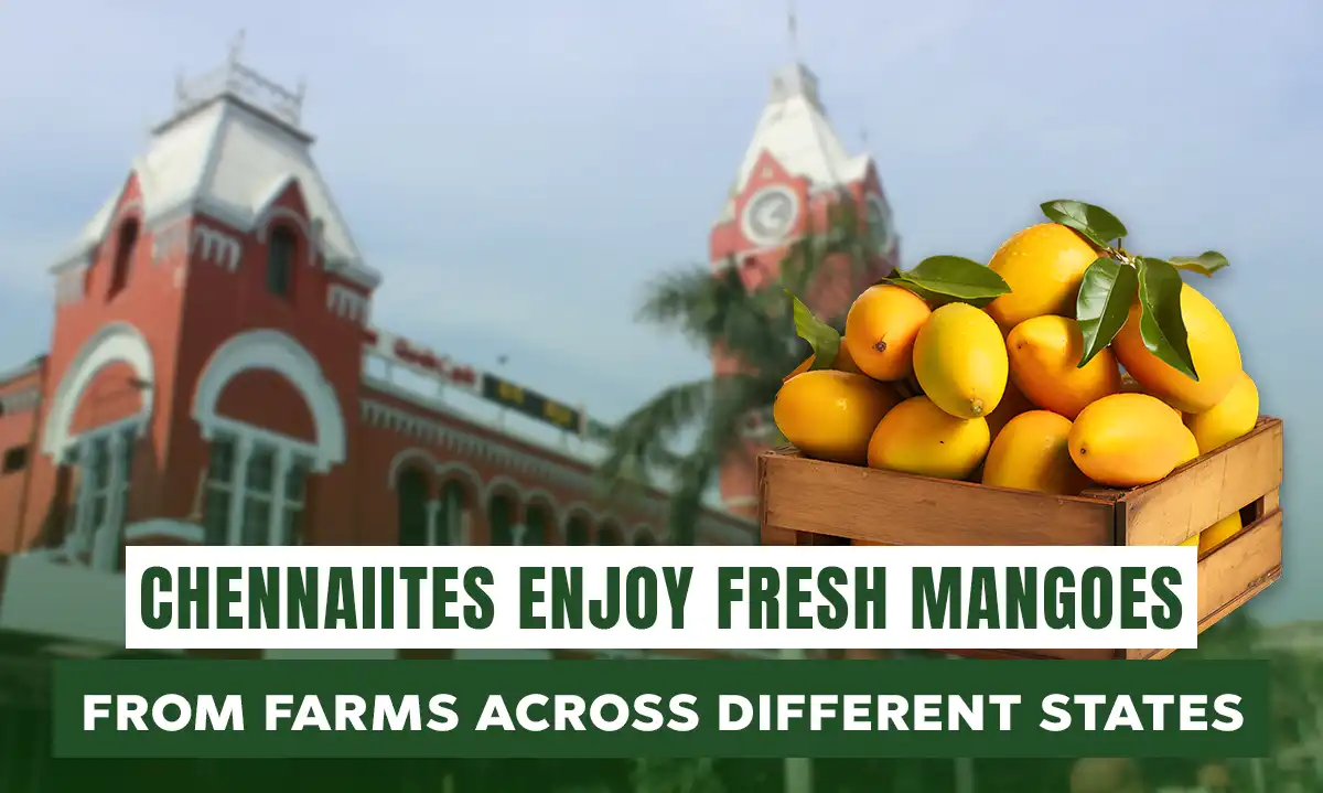 Chennaiites Enjoy Fresh Mangoes from Farms Across Different States | Getfarms Blog