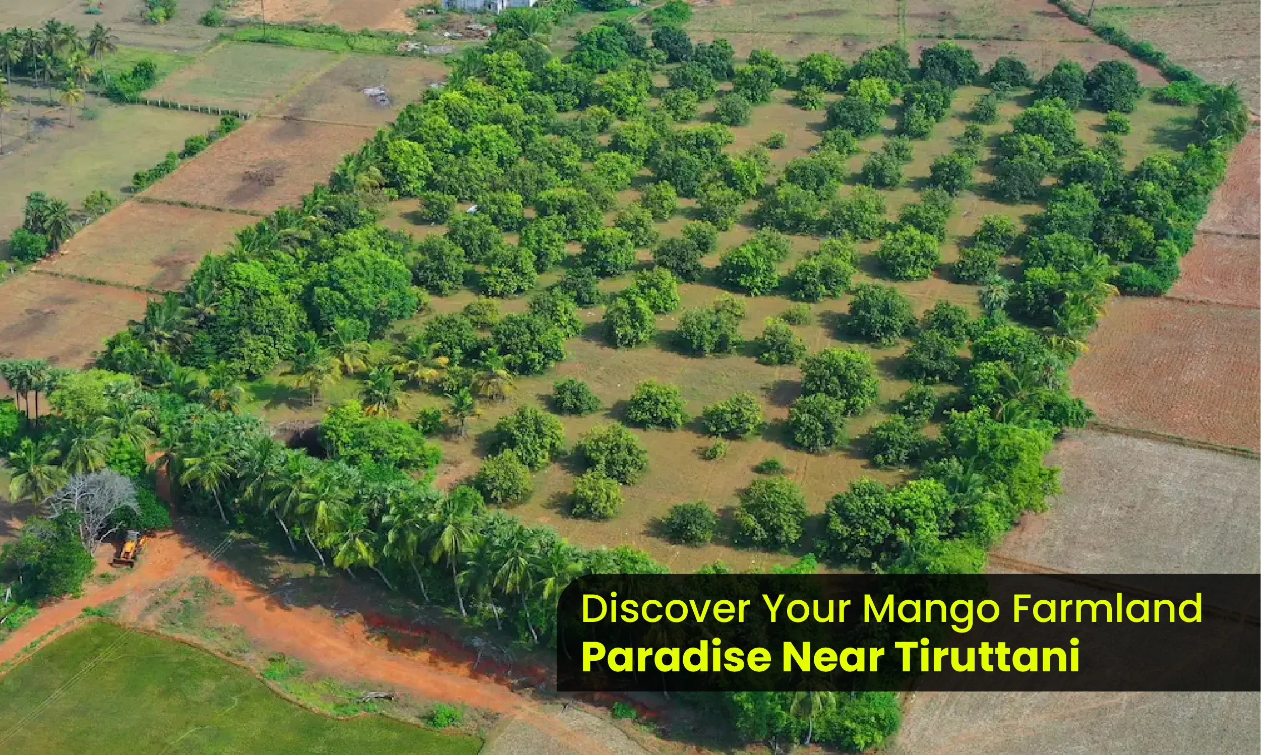 Develop your fantasies by discovering natural farmland and mango forests
                                  