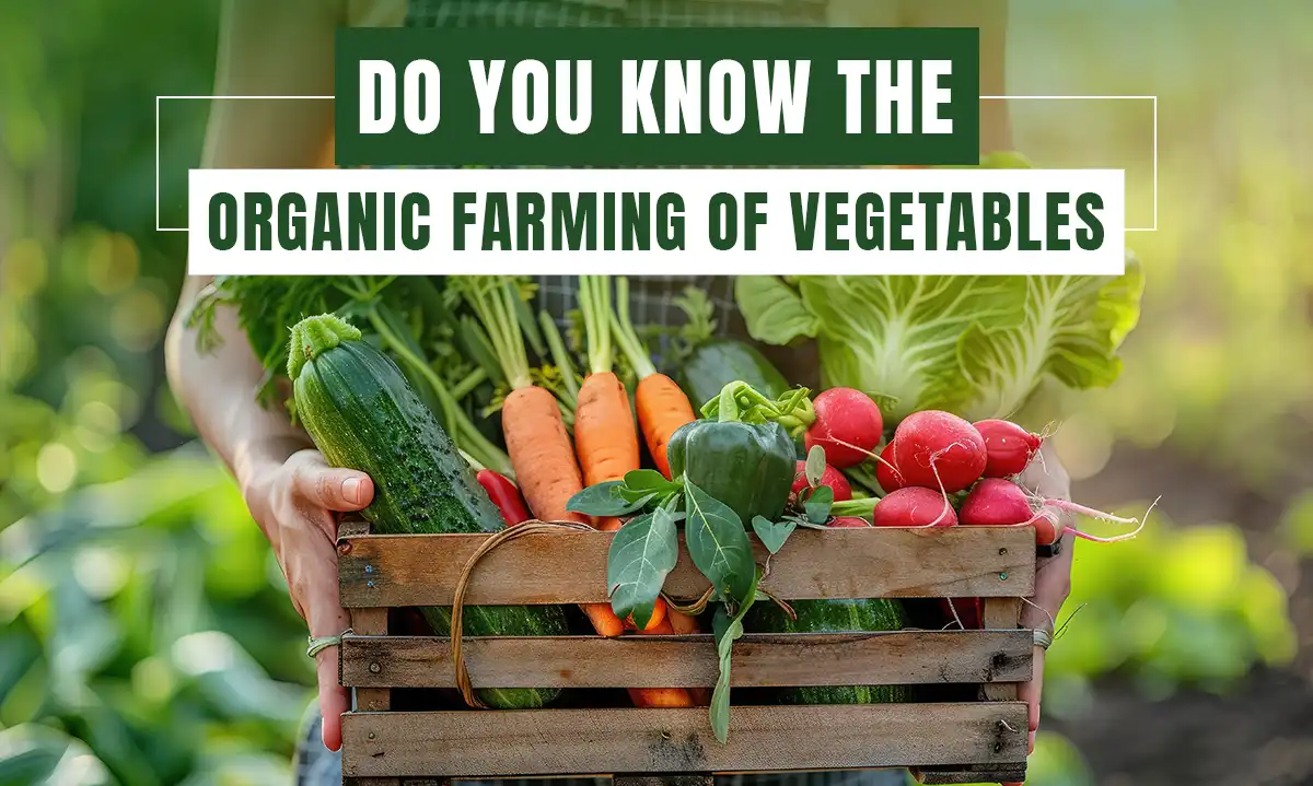 A Complete Guide to Organic Vegetable Farming: Grow Healthy, Sustainable Crops