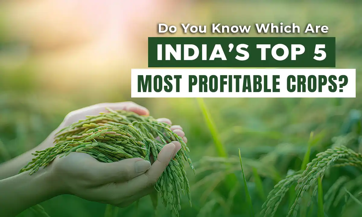 Do you know which are India's top 5 most profitable crops?