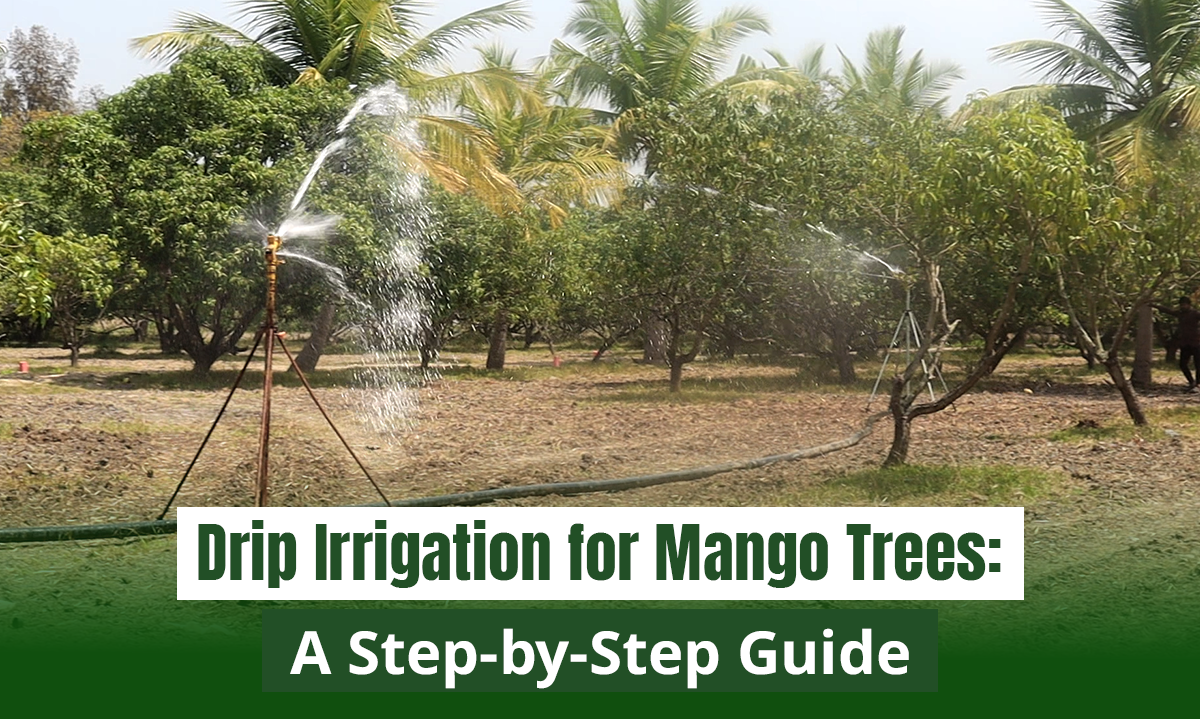 Drip Irrigation for Mango Trees: A Step-by-Step Guide