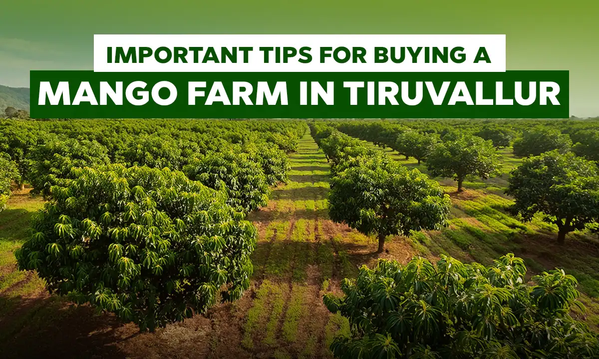 Essential Tips for Buying a Mango Farm in Tiruvallur