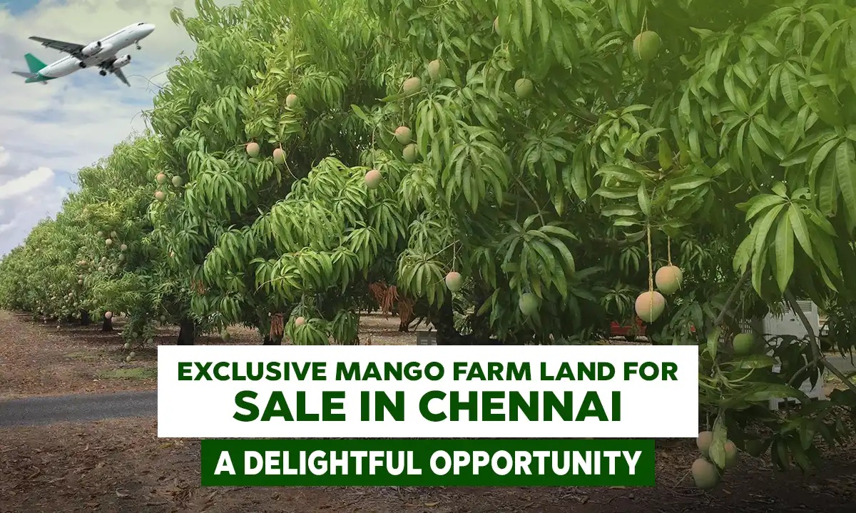 Mango Farm land