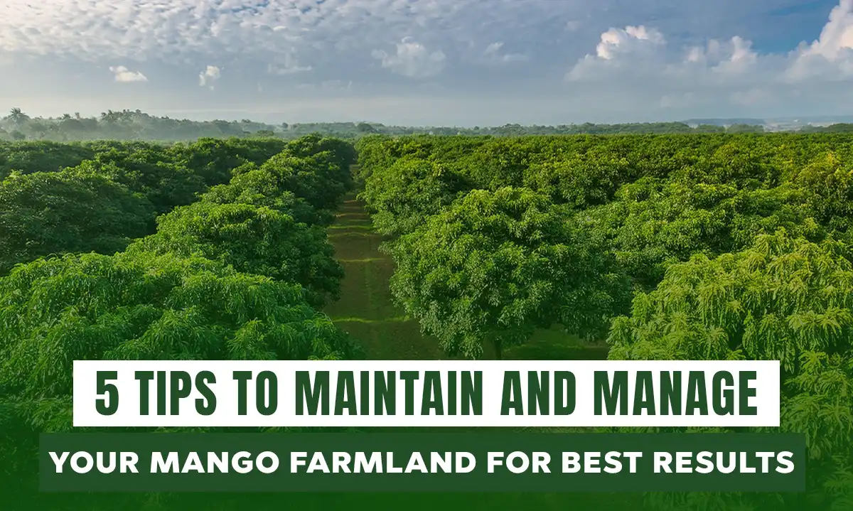 5 Tips to Maintain and Manage Your Mango Farmland for Best Results