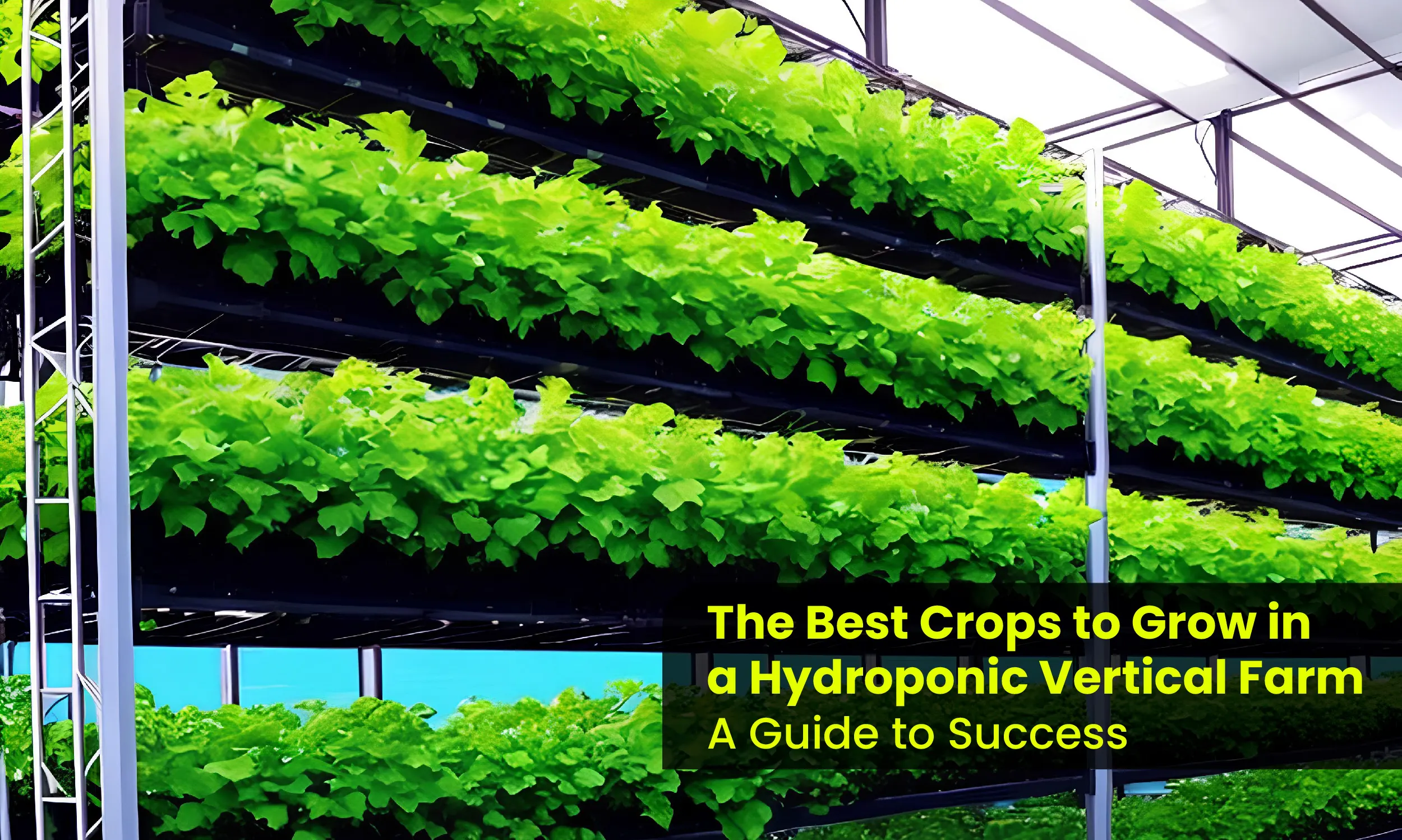 Best Crops to Grow in a Hydroponic Vertical Farm