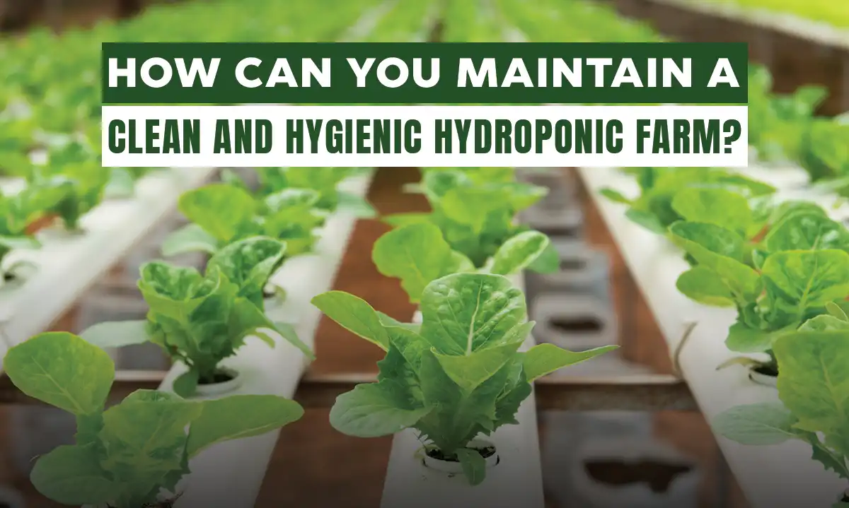 How Can You Maintain a Clean and Hygienic Hydroponic Farm?