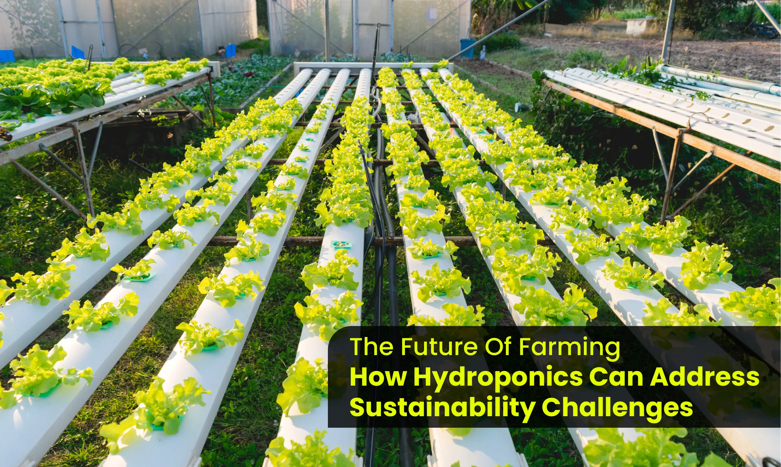 The Future of Farming: How Hydroponics Can Address Sustainability Challenges