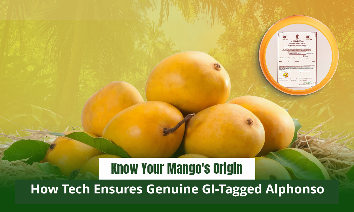 Genuine GI-Tagged Alphonso Mangoes