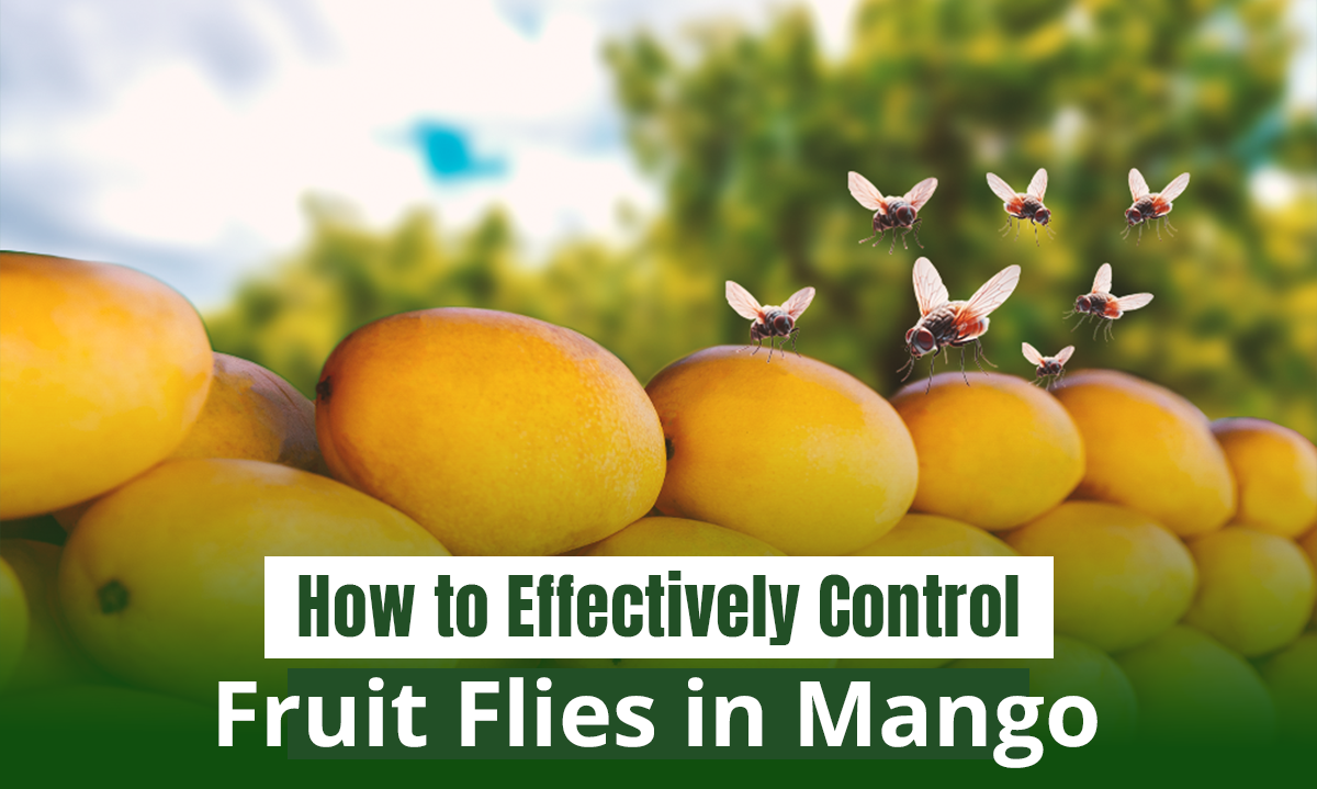 How to Effectively Control Fruit Flies in Mango? | Getfarms Blog