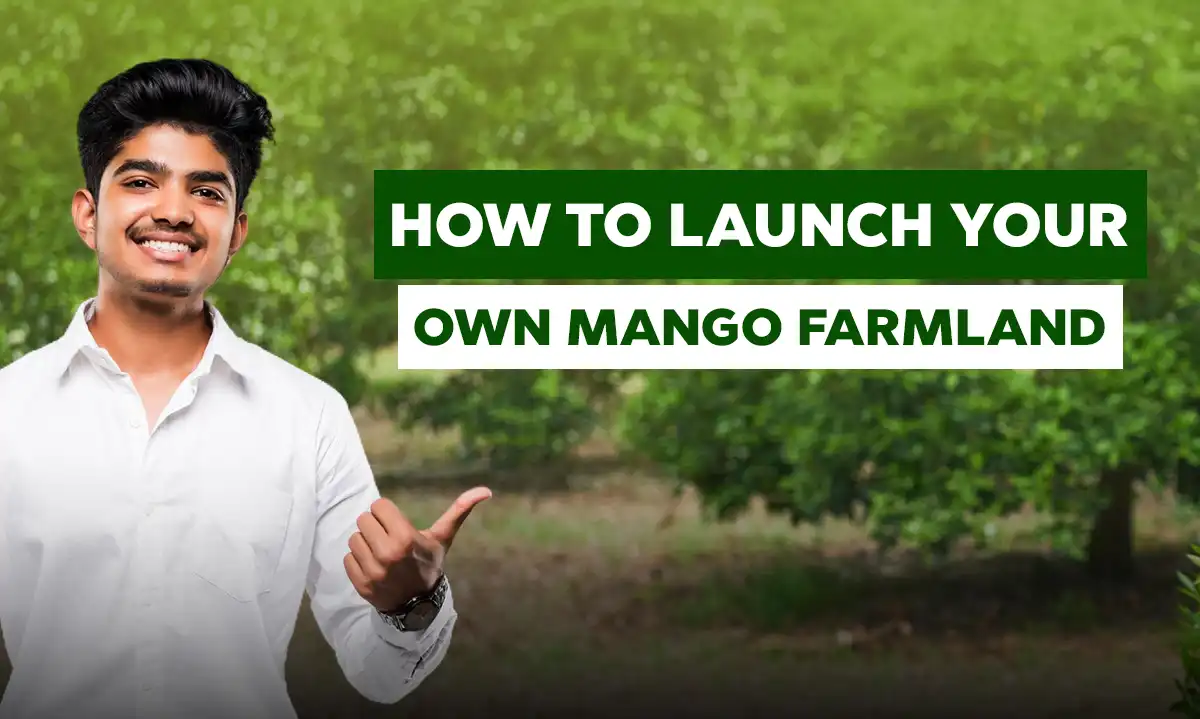 Mango Farming Chennai