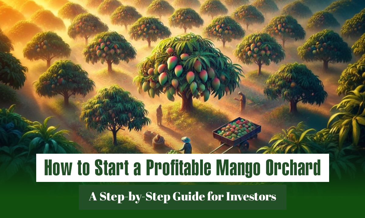 How to Start a Profitable Mango Orchard: A Step-by-Step Guide for Investors