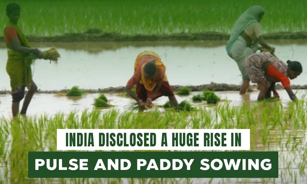 India disclosed a huge rise in pulse and paddy sowing