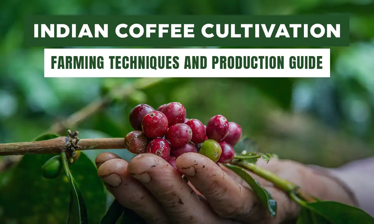 The Ultimate Guide to Indian Coffee Farming and Production