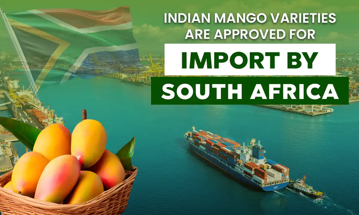 Mangoes India