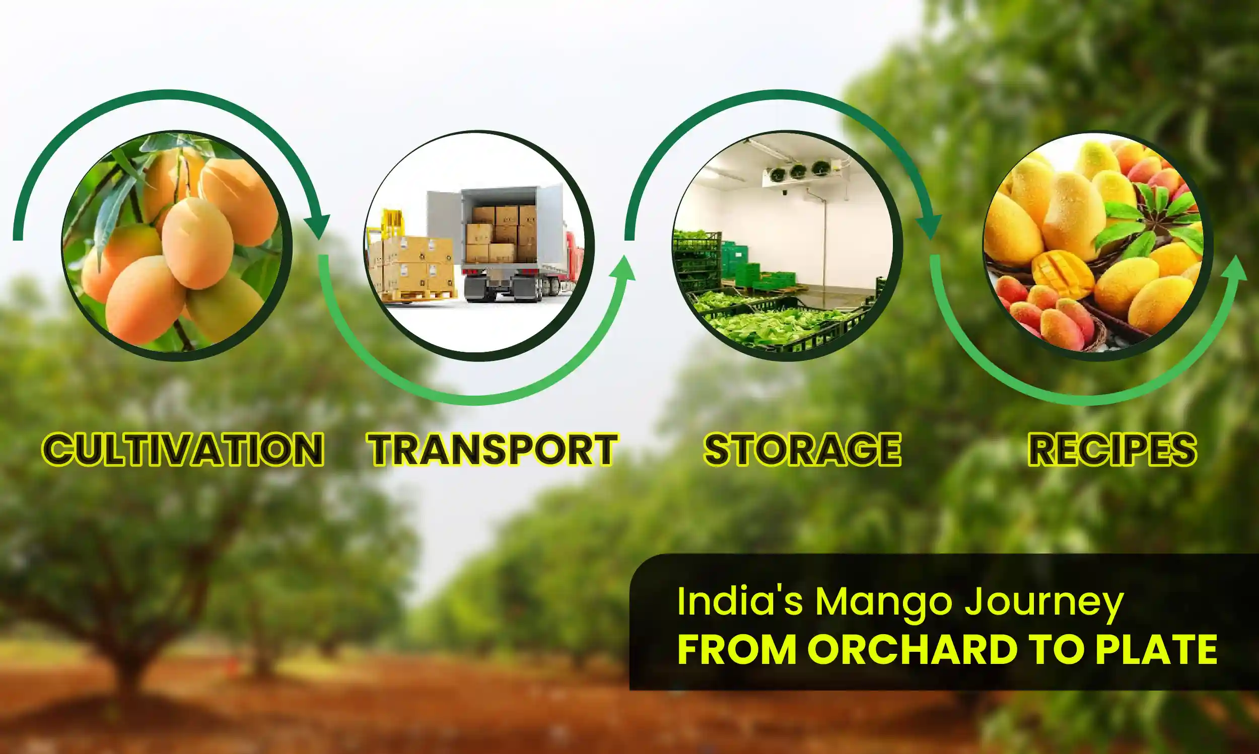 Mango Farmland Near Chennai