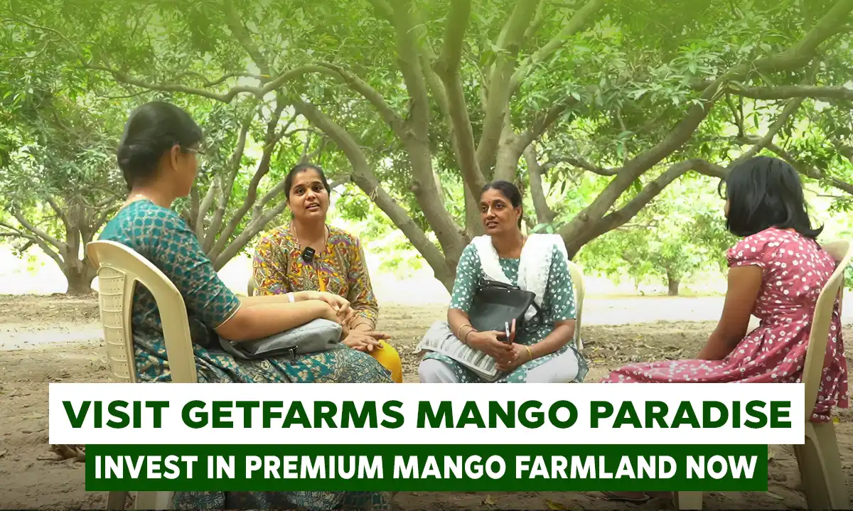 Invest in Premium Mango Farmland at GetFarms Mango Paradise