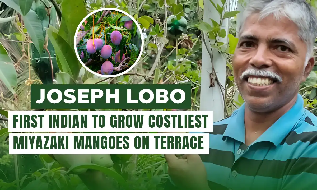 Joseph Lobo: First Indian to Grow Costliest Miyazaki Mangoes on Terrace