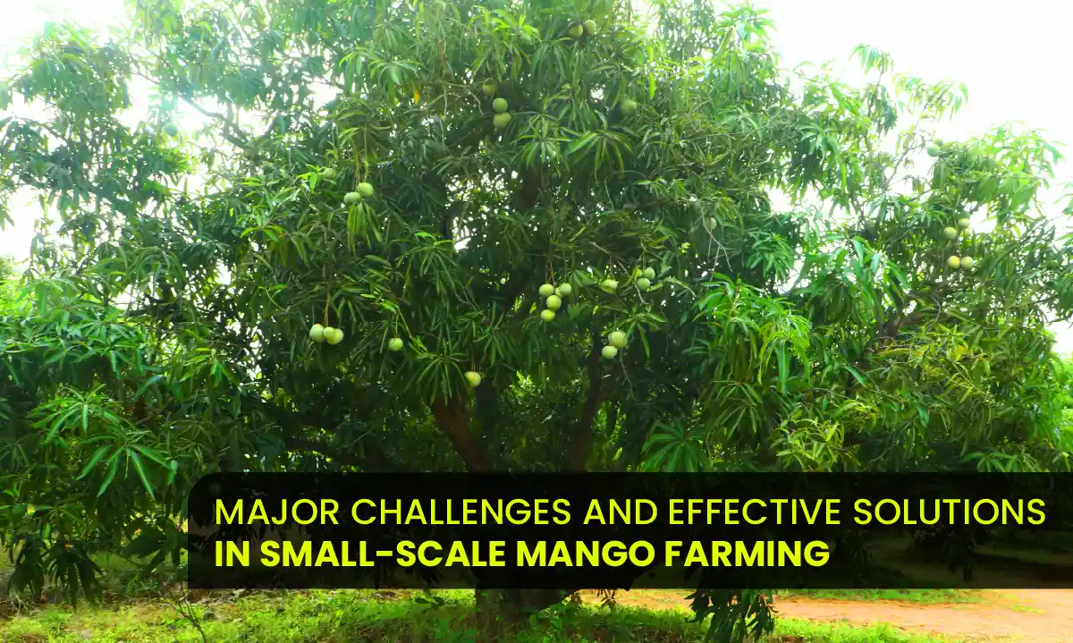 Mango Farms in Chennai