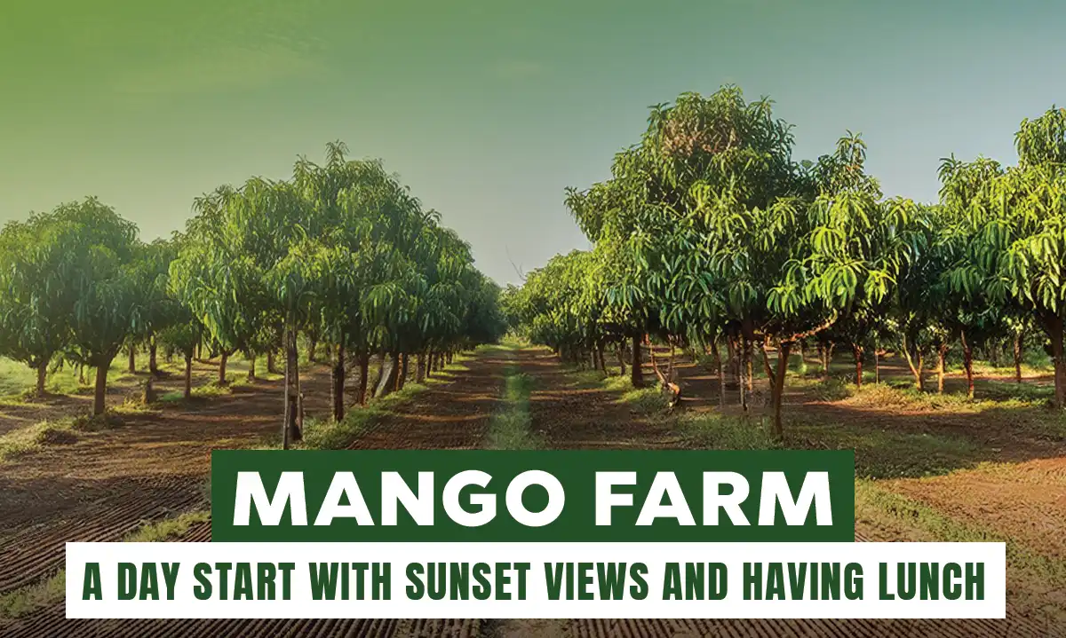 Mango Farms Chennai