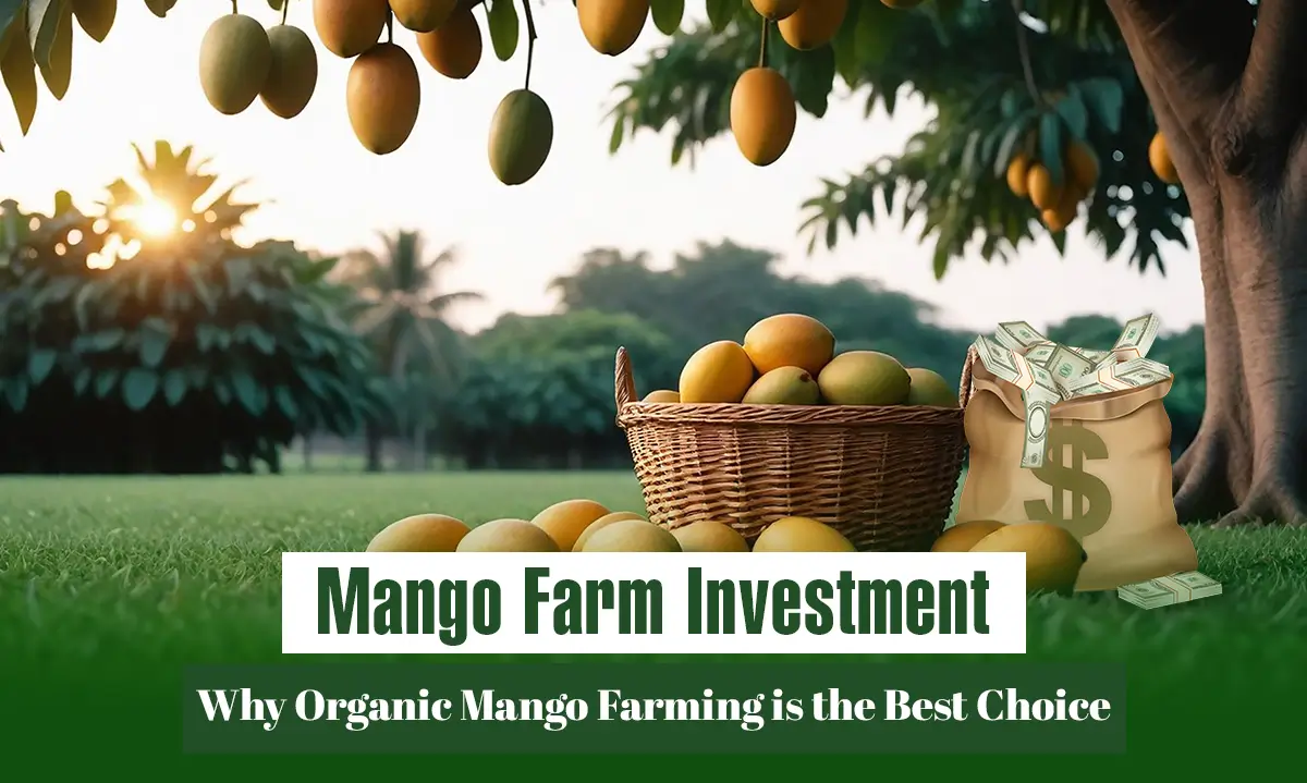 Mango Farm Investment: Why Organic Mango Farming is the Best Choice