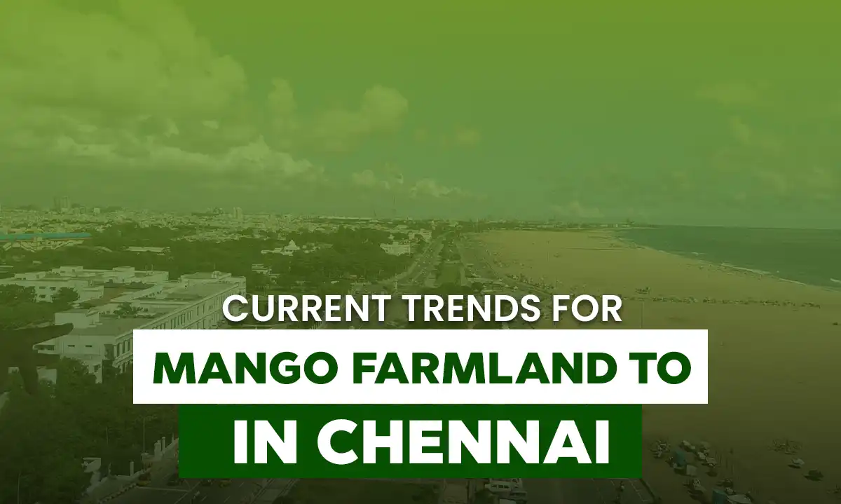 Mango Farm land Chennai