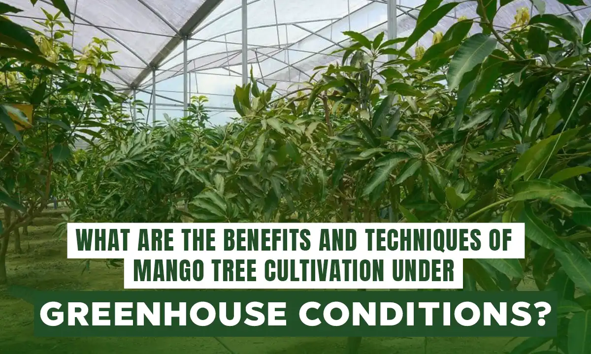 Benefits and techniques of mango tree cultivation under greenhouse conditions