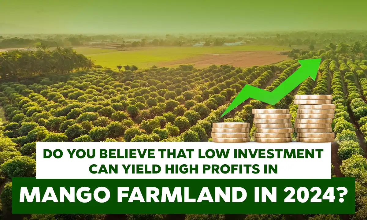 Do you believe that low investment can yield high profits in mango farmland in 2024?