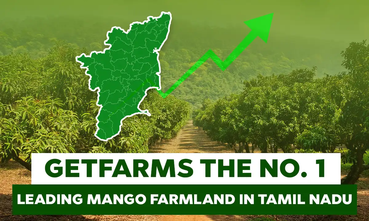 Getfarms is the No. 1 Mango Farmland Provider in Tamil Nadu