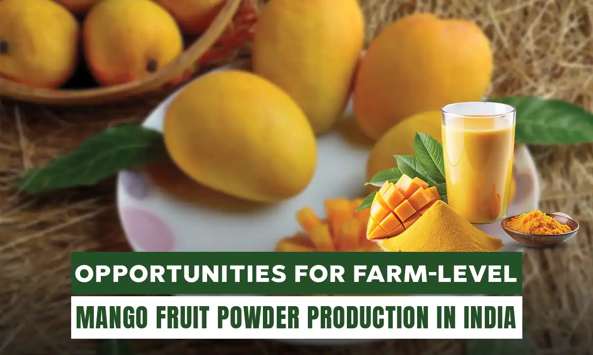 Exploring Farm-Level Mango Fruit Powder Production Opportunities in India