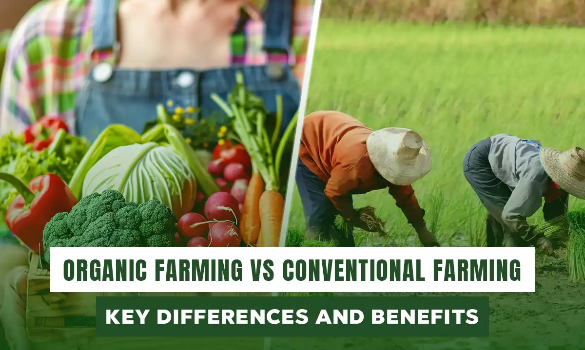 Organic Farming vs. Conventional Farming: Key Differences and Benefits | Getfarms Blog