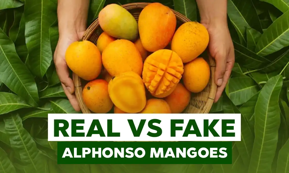 Alphonso Mangoes