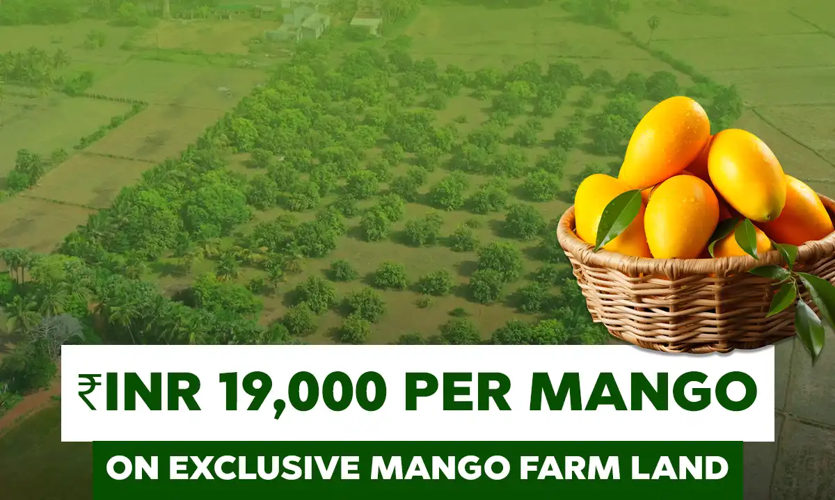 Mango Farms Chennai