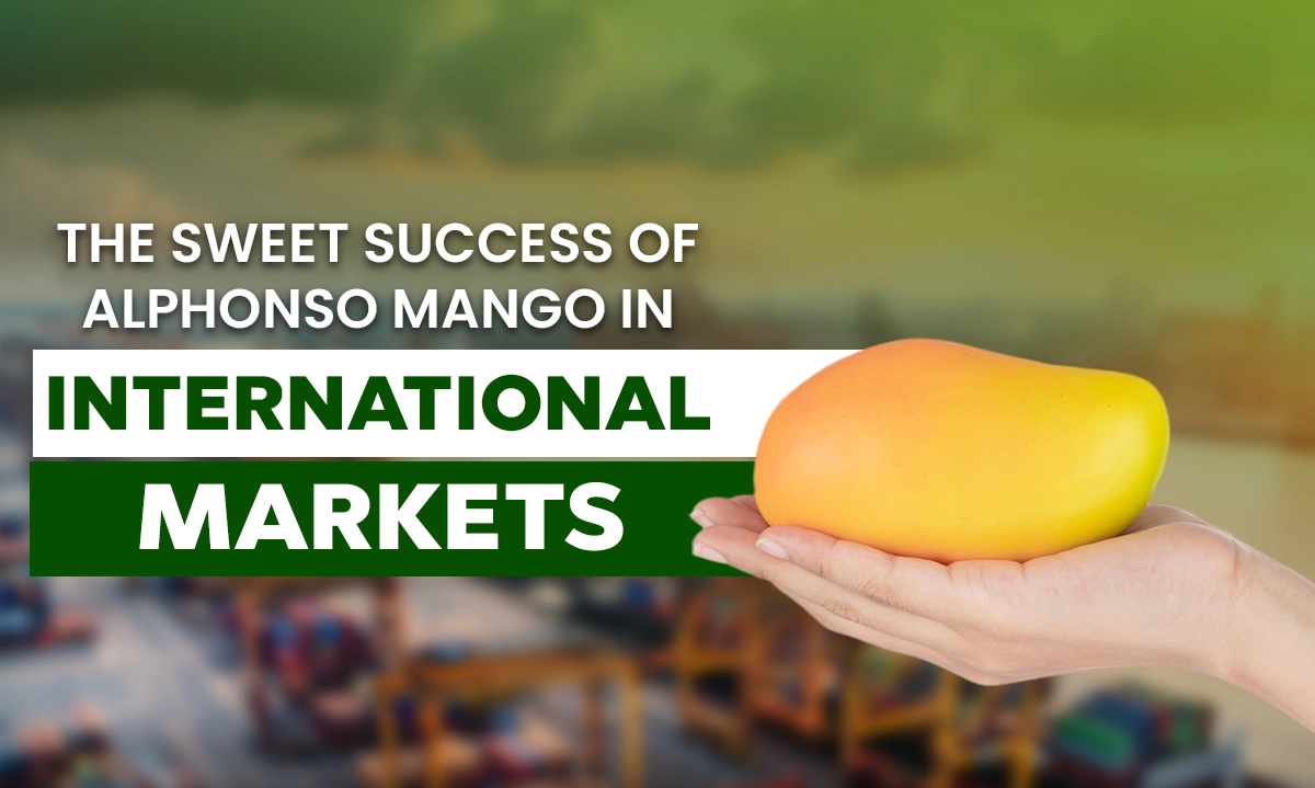 Sweet success of Alphonso Mango in international markets