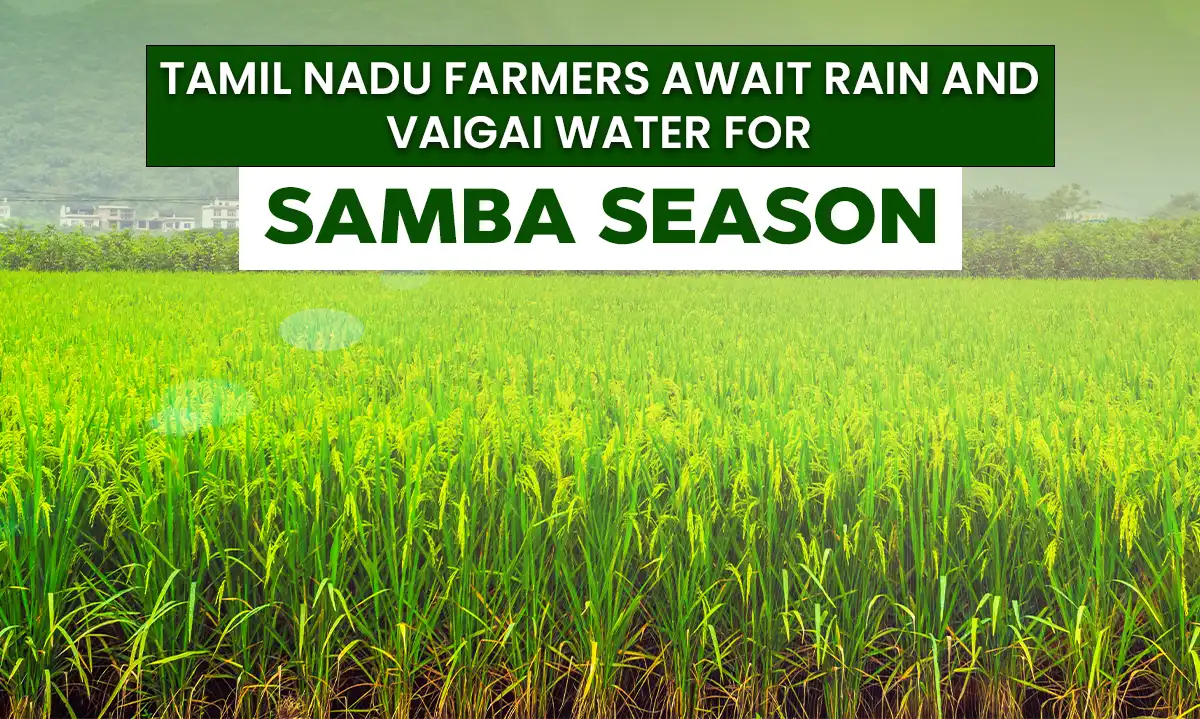 Tamil Nadu Farmers Await Rain and Vaigai Water for Samba Season