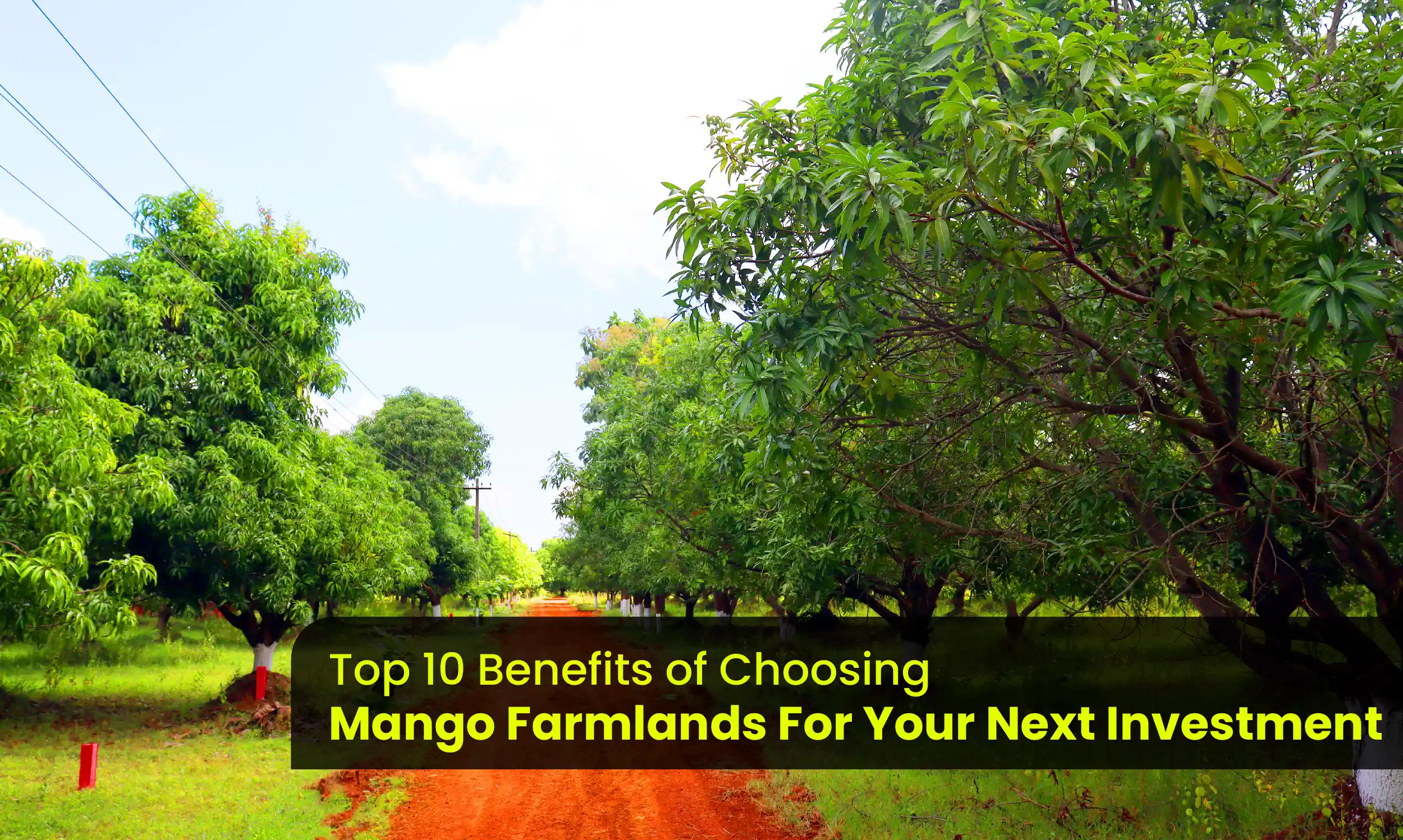 Top 10 Reasons to Make Mango Farmlands Your Next Investment