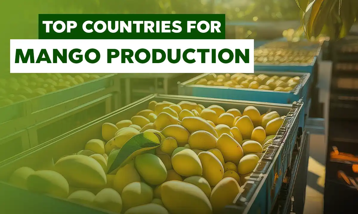 Top Countries for Mango Production: Where Are the Mangoes Grown?