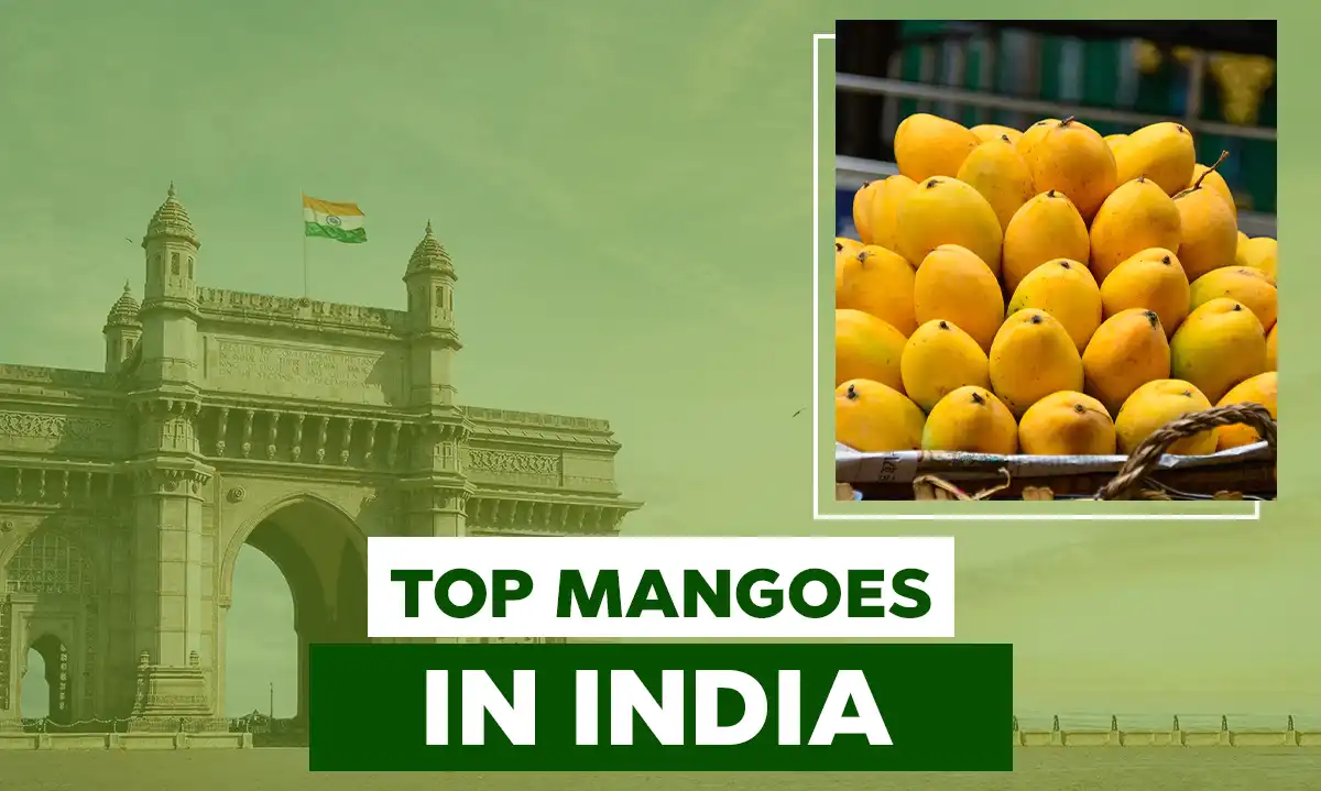 Top Five Mangoes India