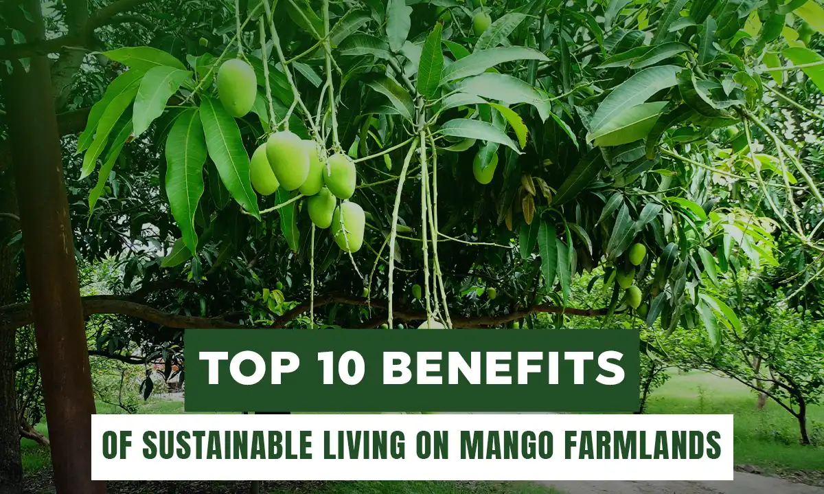 Top 10 Benefits of Sustainable Living on Mango Farmlands: A Greener Future