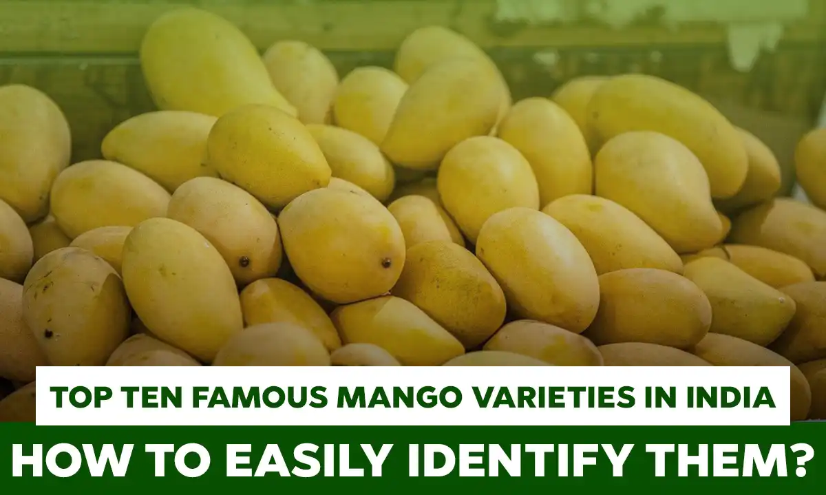 Mangoes India