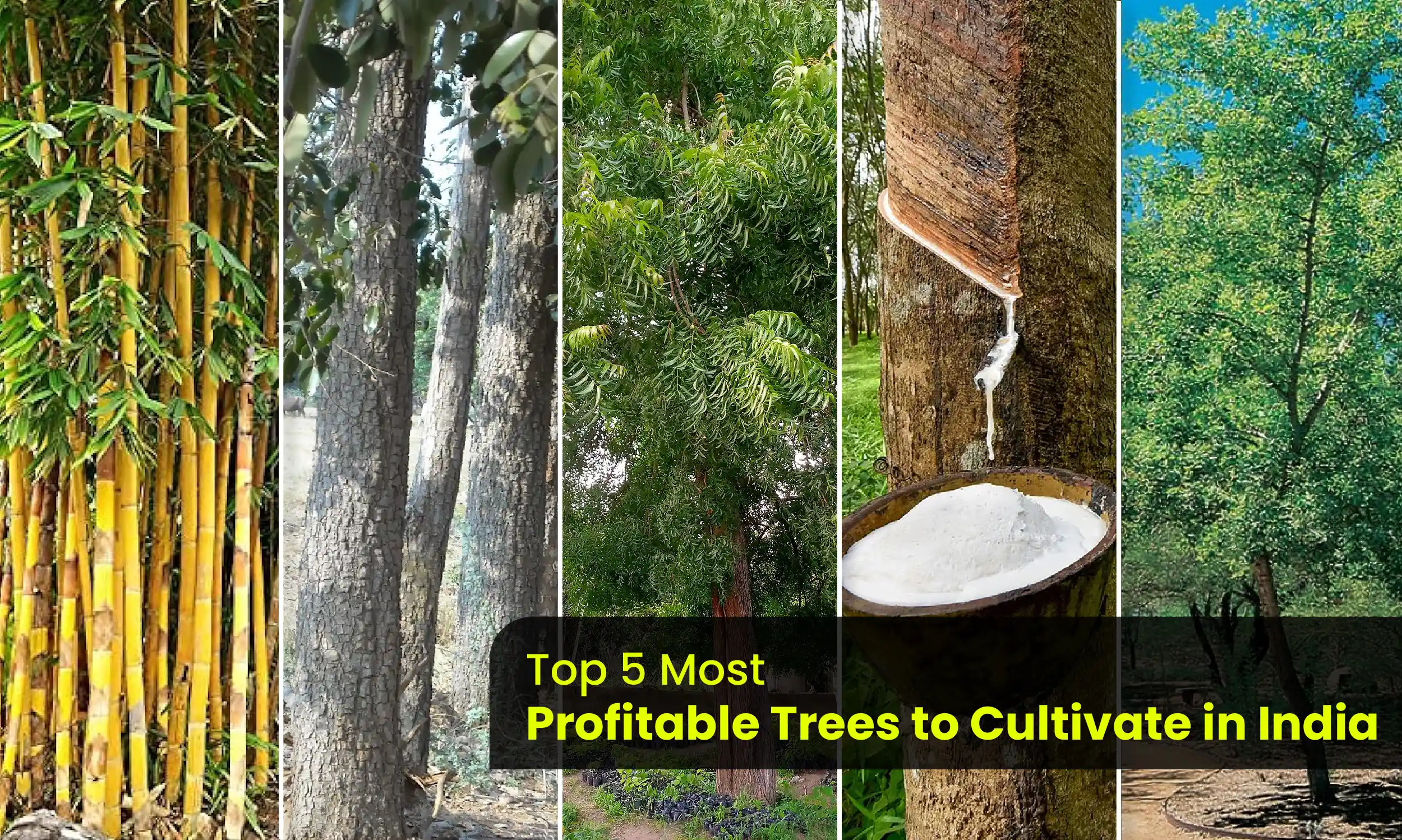 Top 5 Most Profitable Trees for Indian Farmers