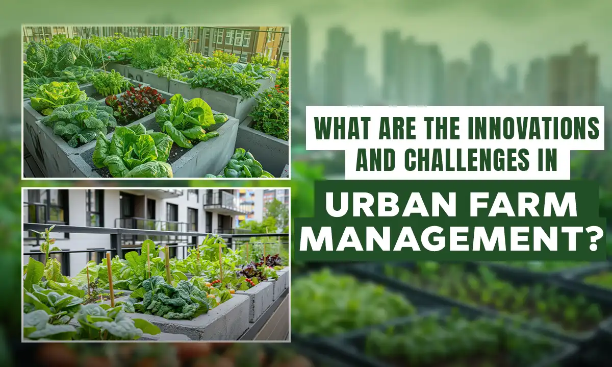 Innovations and Challenges in Urban Farm Management