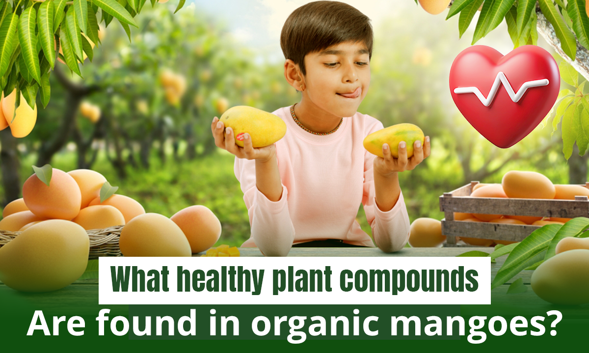 What healthy plant compounds are found in organic mangoes? | Getfarms Blog