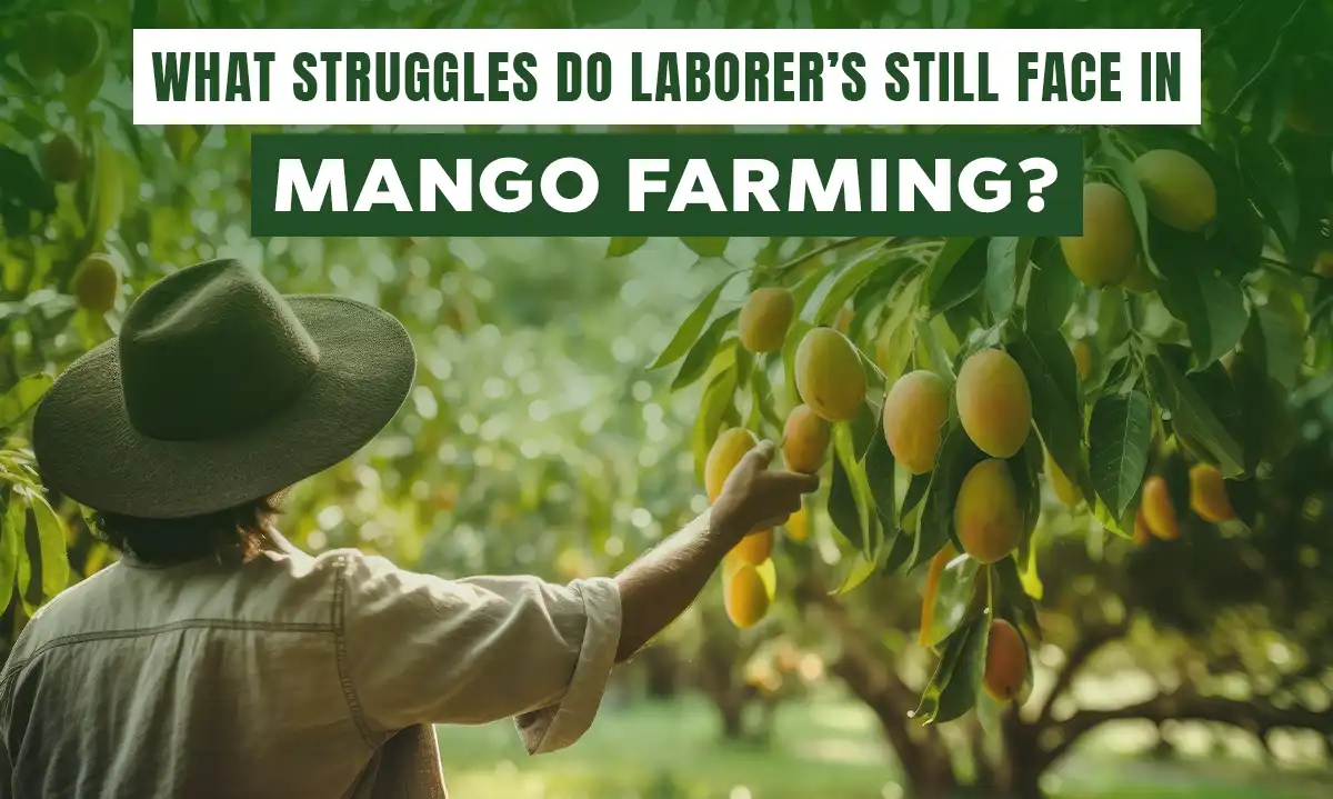 What struggles do laborers still face in mango farming?